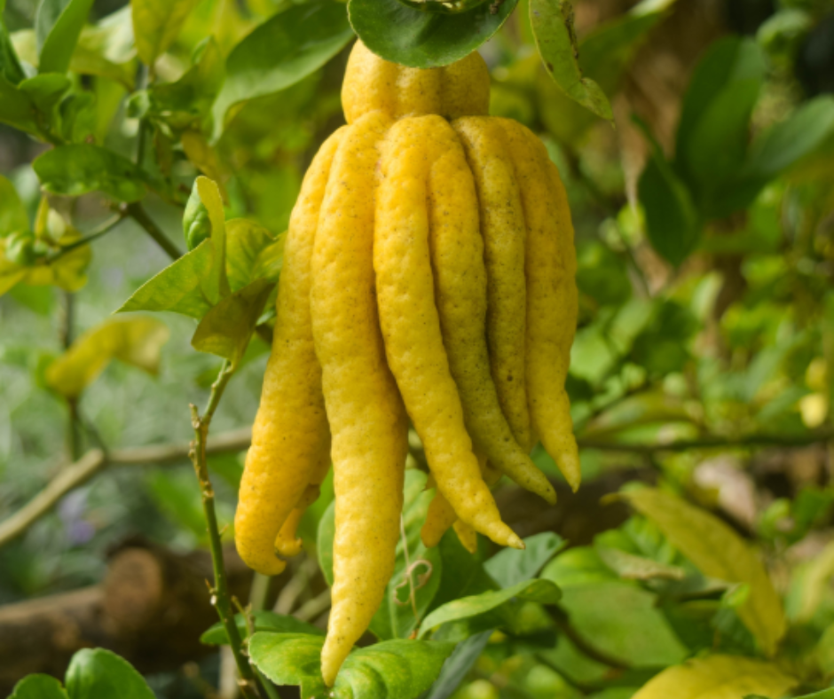 28016 MAIN DU BUDDHA (CITRUS MEDICA) – Image 1